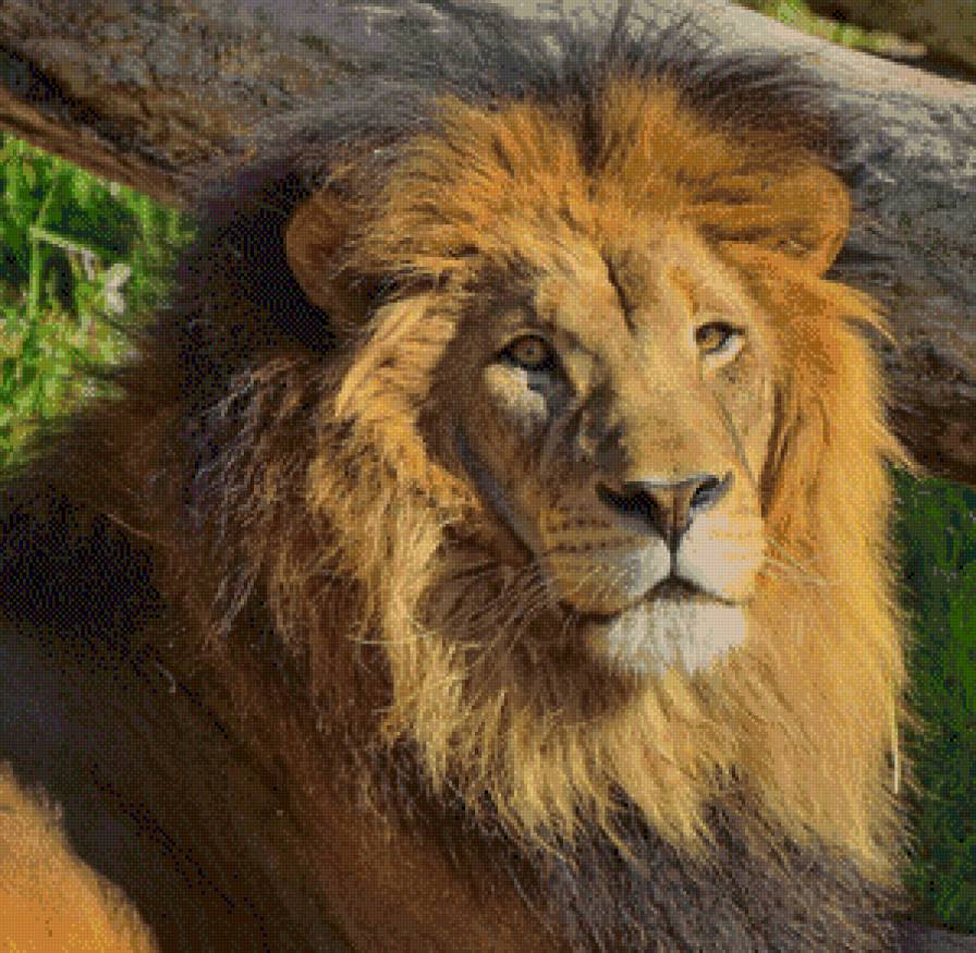 лева - царь зверей, взгляд, лев, большие кошки - предпросмотр