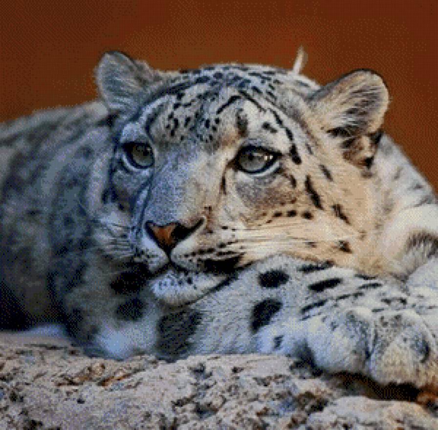 ирбис - большие кошки, снежный барс, отдых - предпросмотр