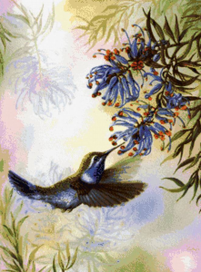 пано коллибри - природа, цветы, птицы, пано - предпросмотр