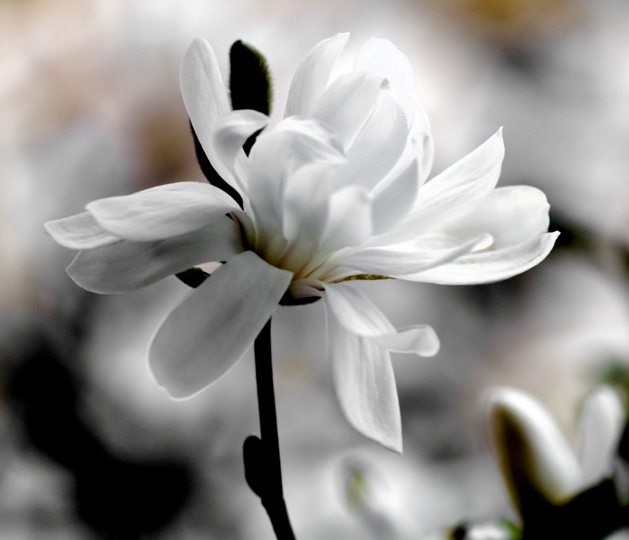 цветы - оригинал