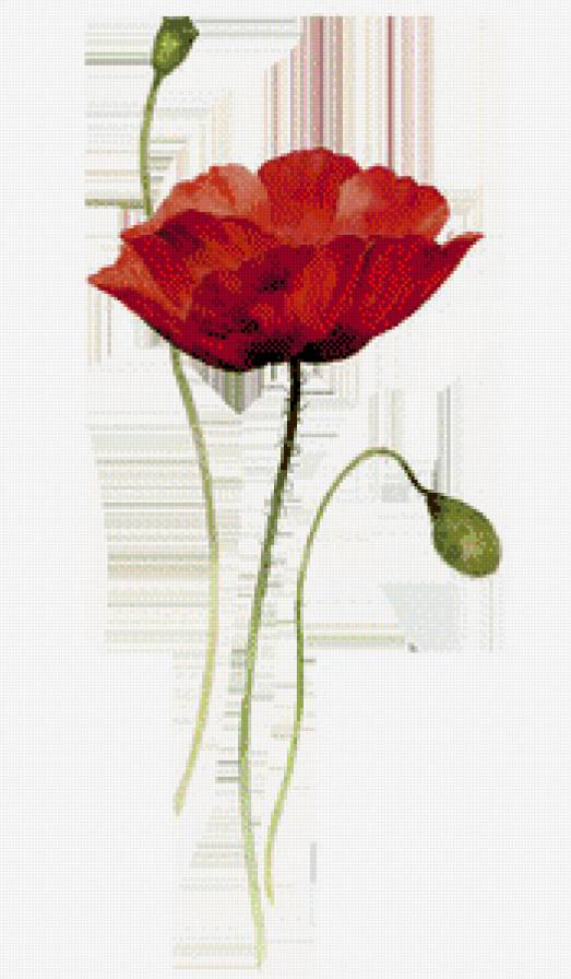 Мак - мак, цветок - предпросмотр