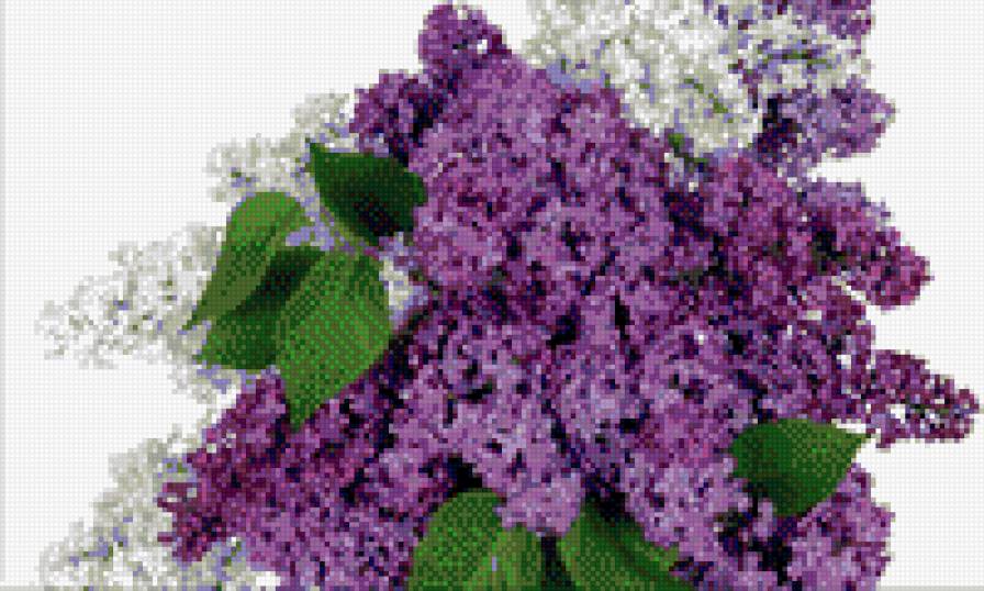 ветка сирени - цвет - предпросмотр