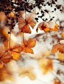 Схема вышивки «осень»