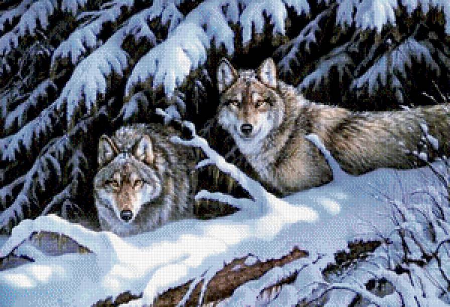Волки - снег, зима, животные, волк - предпросмотр