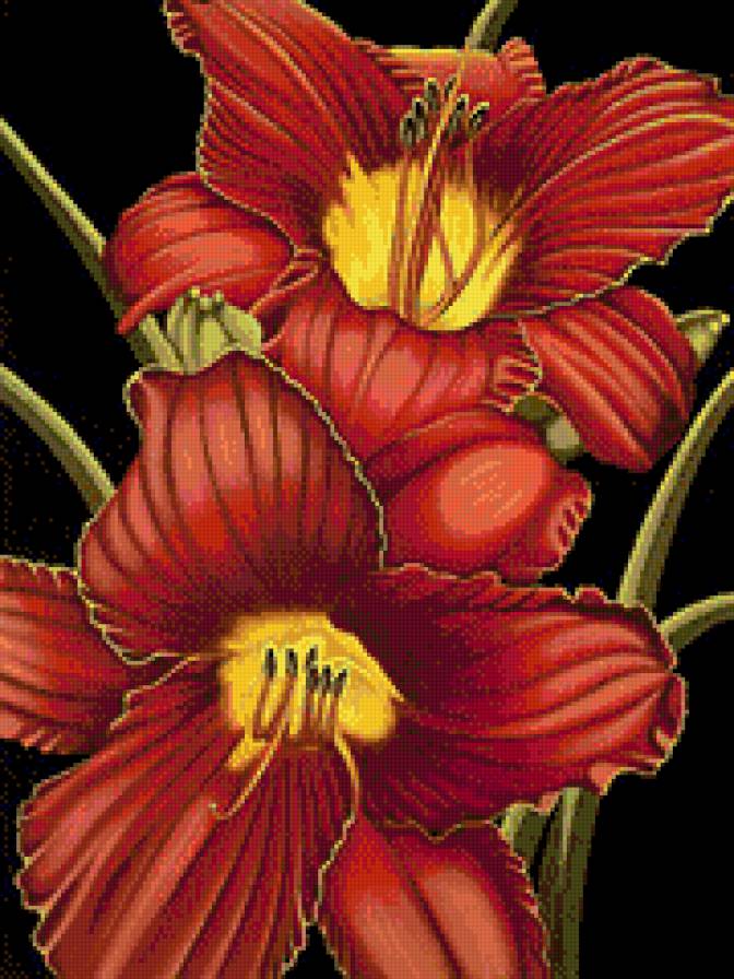 Красные цветы, лилии - лилии, цветы, красный цветок, природа, флора - предпросмотр