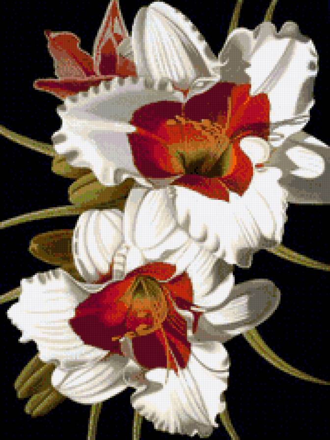 Белые цветы, лилии - флора, цветы, белый цветок, лилии, природа - предпросмотр