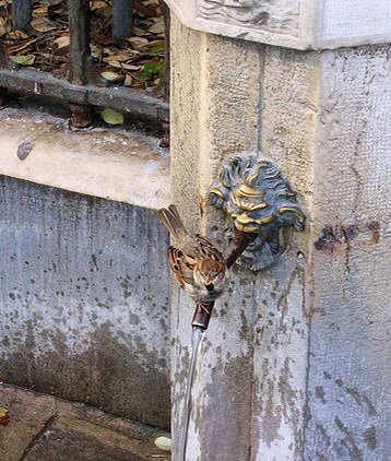 Воробей - птица, воробей - оригинал