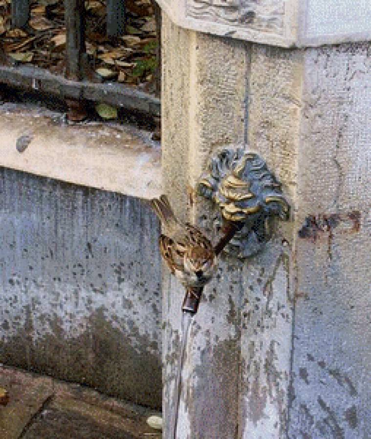 Воробей - воробей, птица - предпросмотр