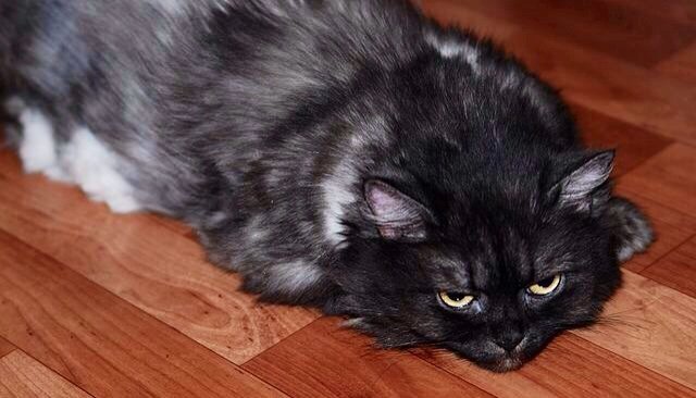 Тетя Муся - кошка, муся - оригинал