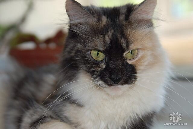 Варвара - варя, варвара, кошка - оригинал