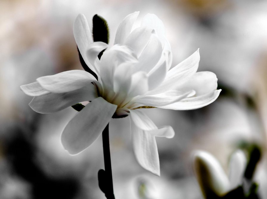 нежный цветочек - оригинал