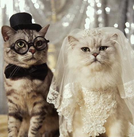 Кошачья свадьба - кошки, подарок, свадьба, праздник - оригинал