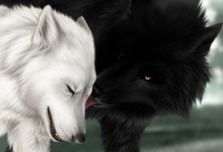 Волки - поцелуй, волки - оригинал