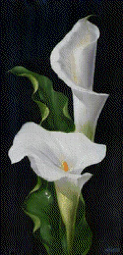 каллы - цветы - предпросмотр