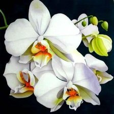 Оригинал схемы вышивки «орхидея» (№576950)