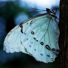 Схема вышивки «бабочка»