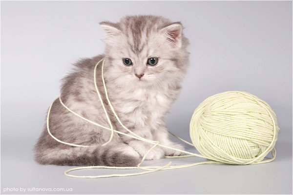 20019 - котенок, животные, звери, кошки - оригинал