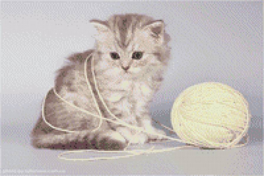 20019 - котенок, звери, кошки, животные - предпросмотр