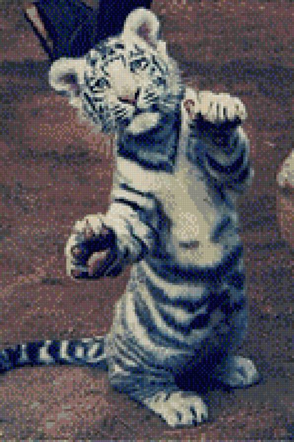 тигра - животные, тигрята, звери, тигры, тигренок - предпросмотр