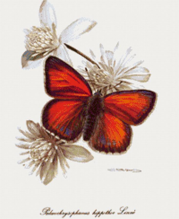 бабочка - предпросмотр