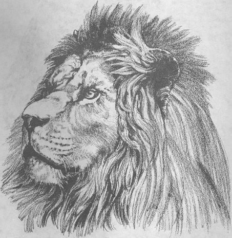 Царь зверей - звери, животные, лев - оригинал