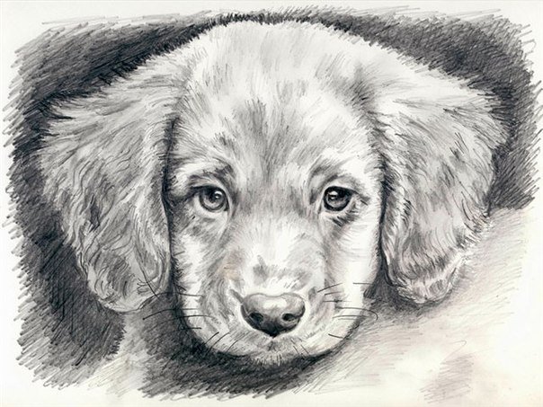 Грустная мордашка... - взгляд, собака, грусть, монохром - оригинал