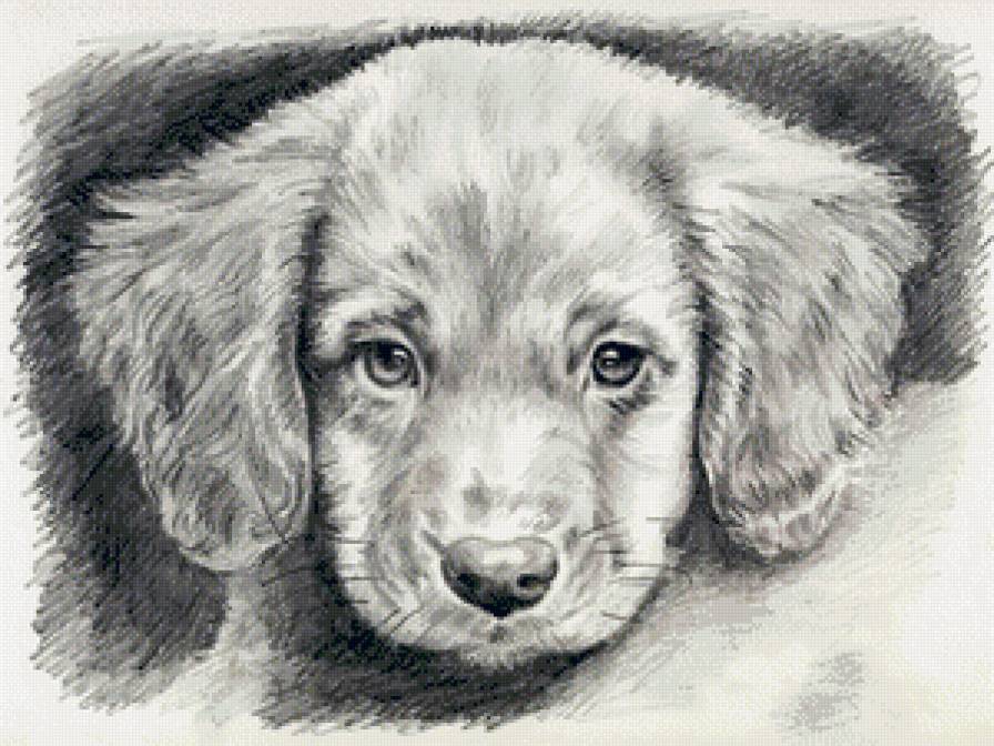 Грустная мордашка... - собака, грусть, монохром, взгляд - предпросмотр