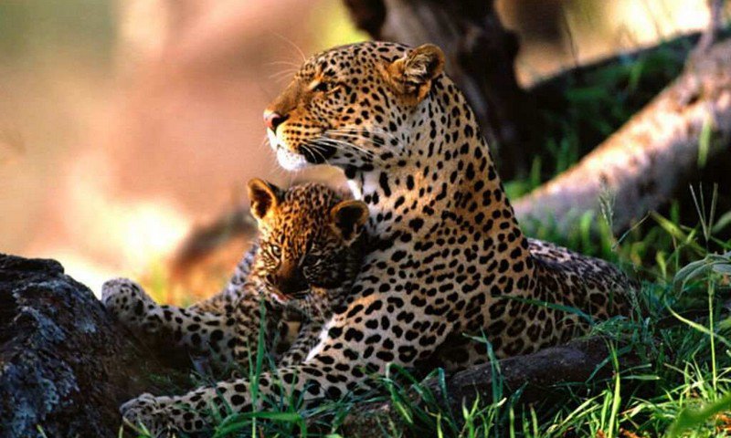 Мама с детёнышем - хищник, леопарды, детеныш, мама, природа - оригинал