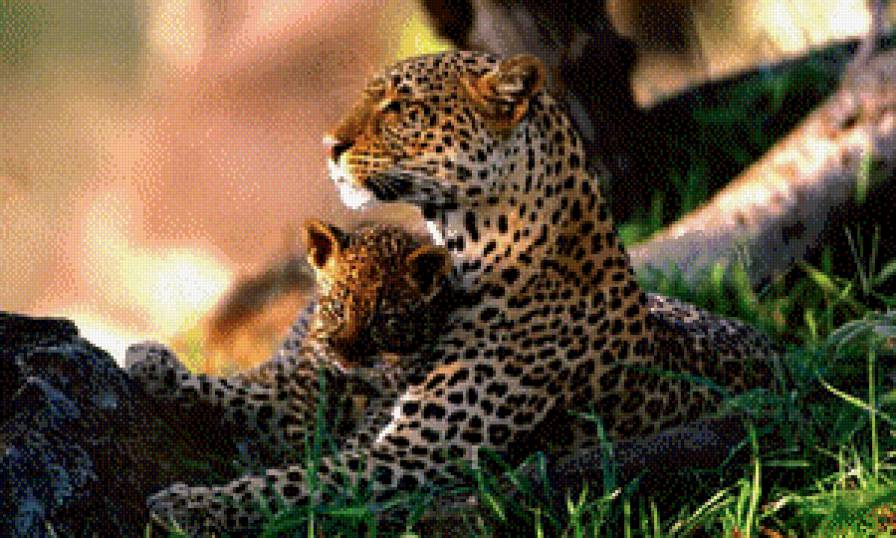 Мама с детёнышем - детеныш, леопарды, хищник, природа, мама - предпросмотр