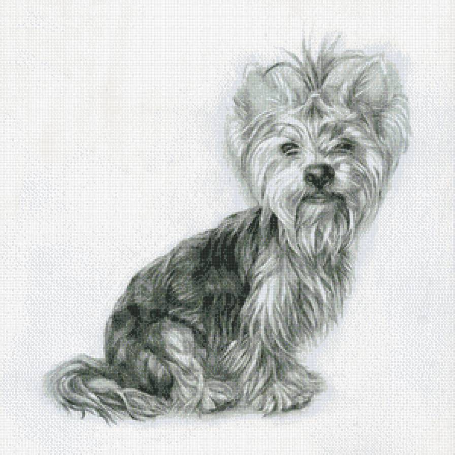 терьер - монохром, собака - предпросмотр