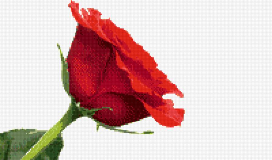 роза алая - цветок - предпросмотр