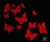 АЛЫЕ БАБОЧКИ - красное на черном, бабочки - оригинал