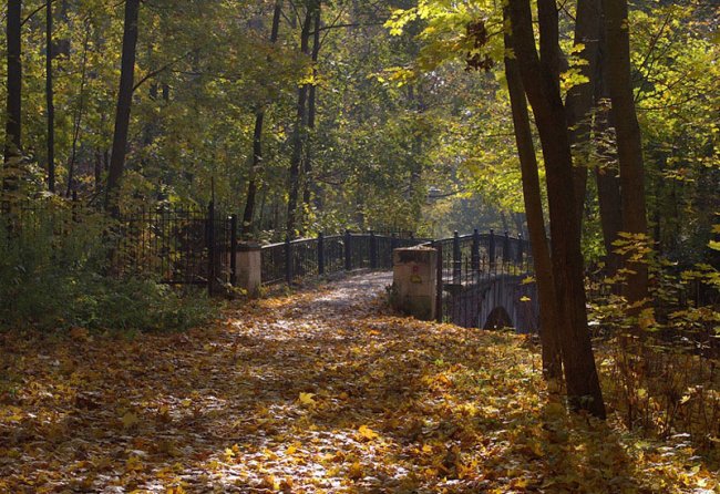 осень - лес, мост, осень - оригинал