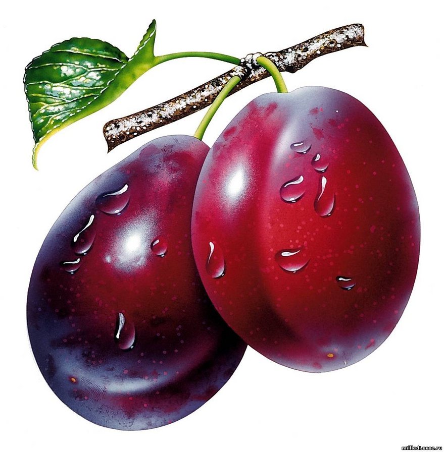 слива - натюрморт, слива, ягода - оригинал