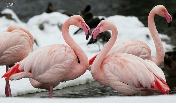 фламинго - природа, фламинго, птицы - оригинал