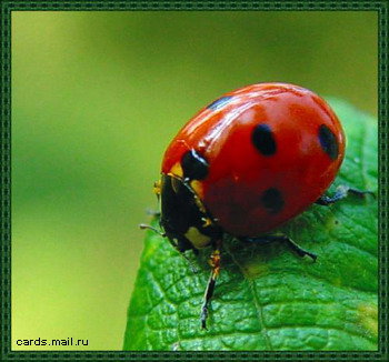 божья коровка - насекомые - оригинал