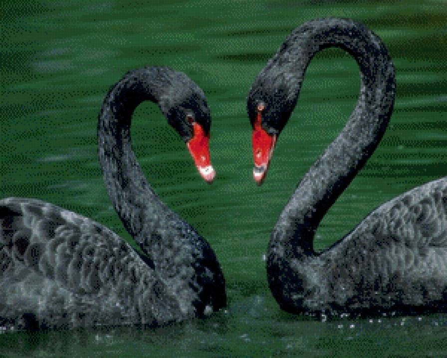 Чёрные лебеди 2 - птицы, лебеди - предпросмотр