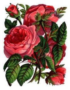 №578015 - розы - оригинал