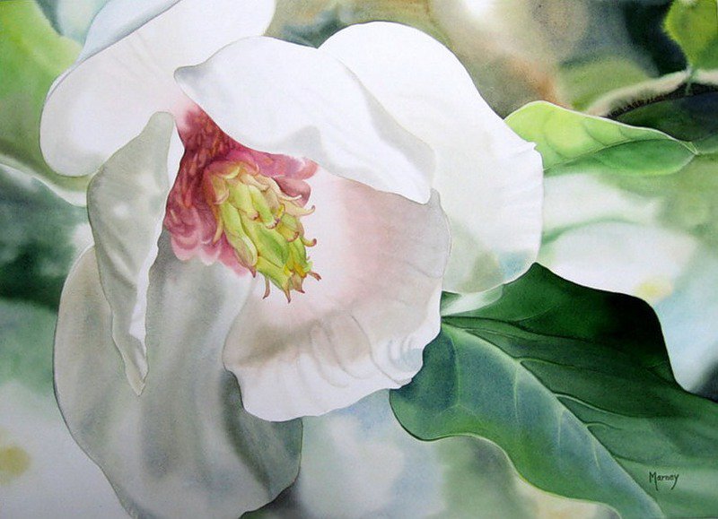 белый гибискус - цветок, натюрморт - оригинал