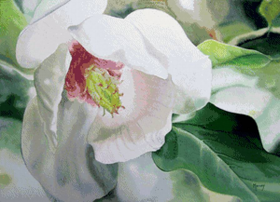 белый гибискус - натюрморт, цветок - предпросмотр