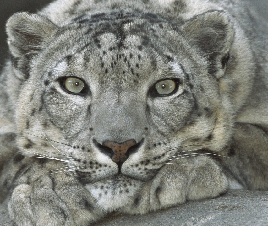 снежный король (20дмц) - ирбис, взгляд, барс - оригинал