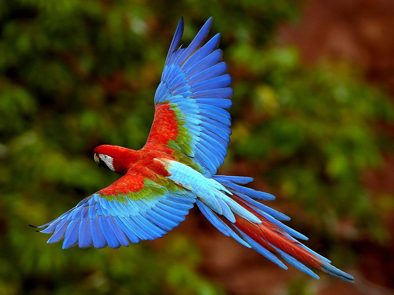 попугай - птицы - оригинал