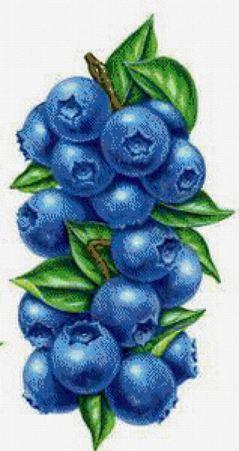 №578478 - ягоды.кухня - предпросмотр