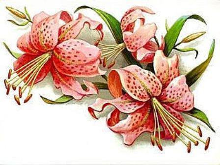 №578516 - цветы - оригинал