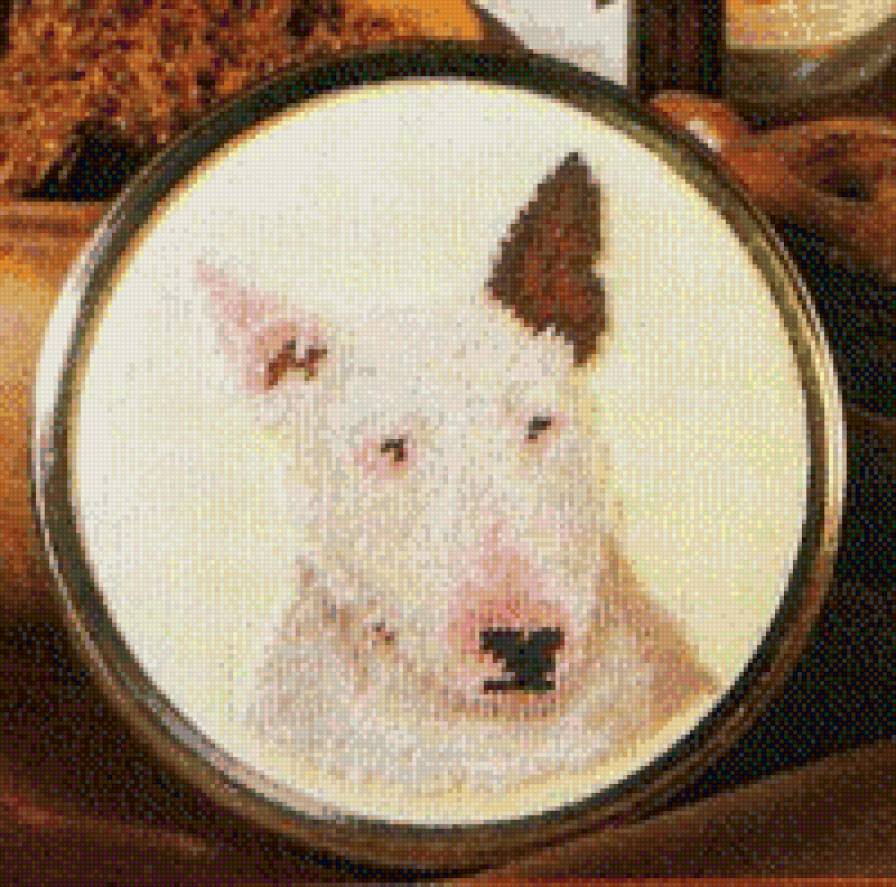 bull terrier - предпросмотр