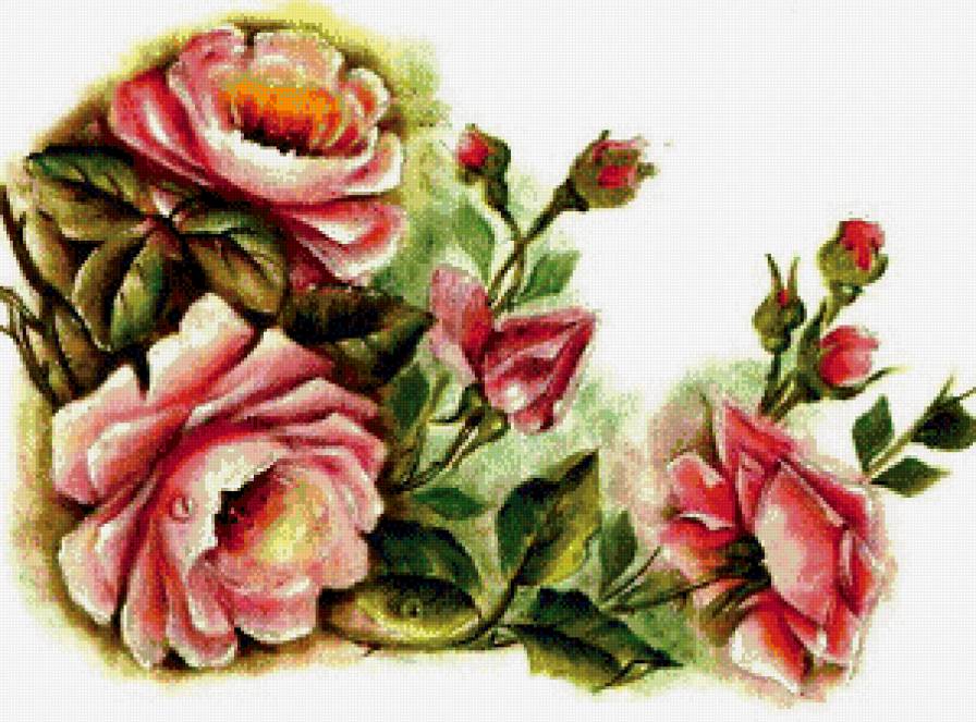 №578649 - розы - предпросмотр