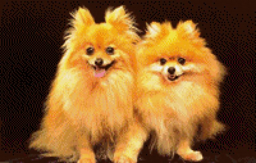 шпицы - животные, собаки, шпиц - предпросмотр