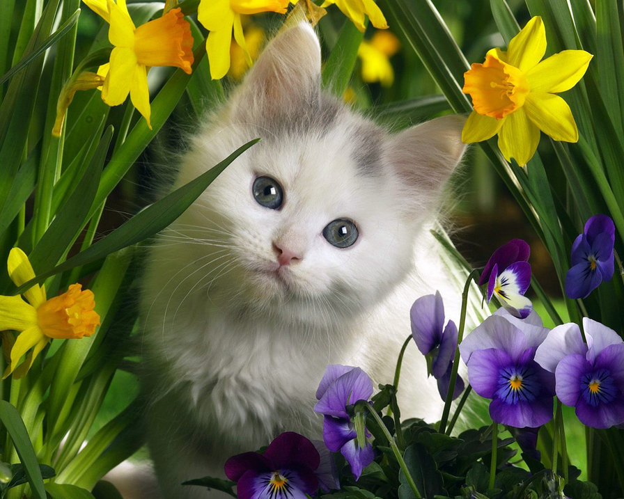 Котенок в цветах - животные, цветы, кошки - оригинал