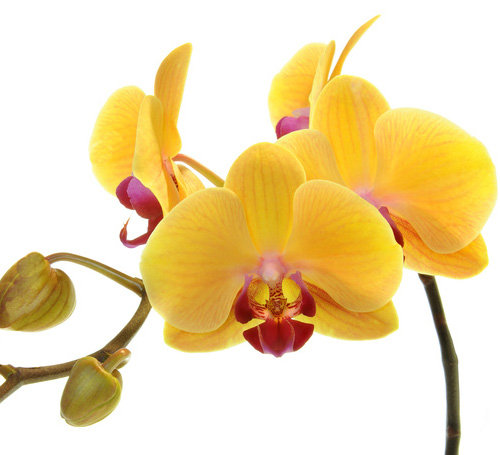 жолтая орхидея - орхидея, цветок - оригинал