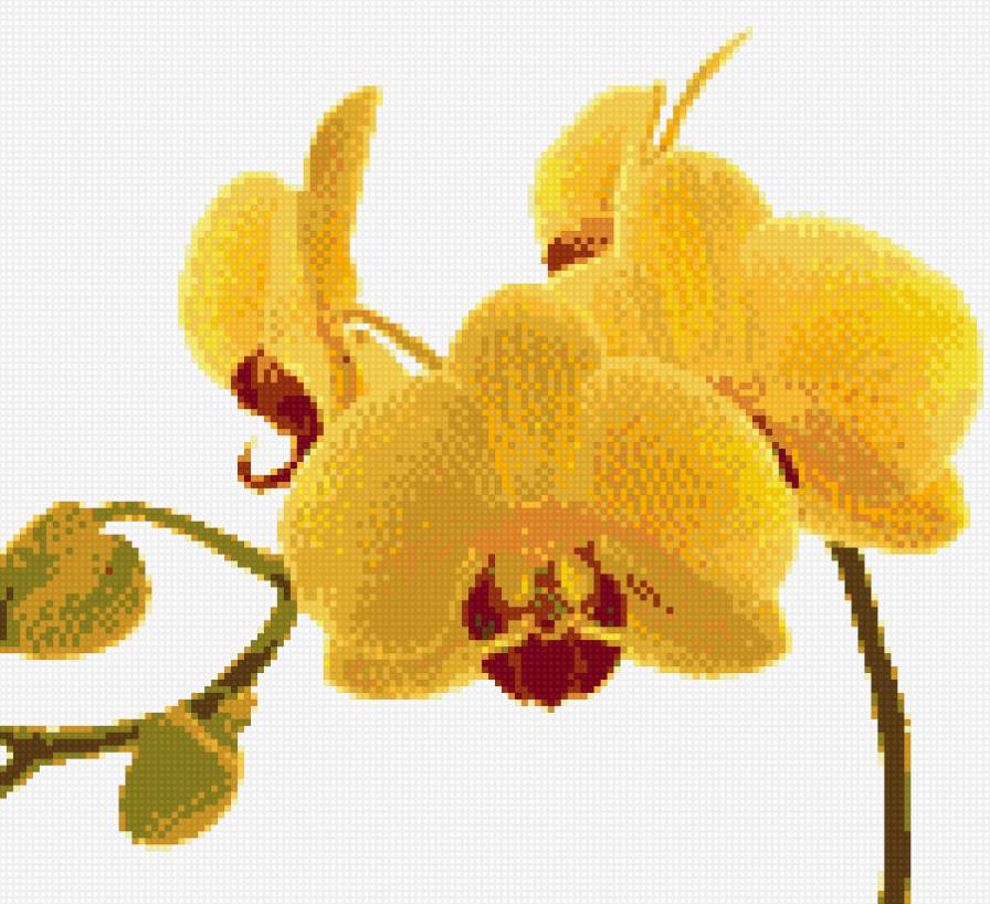 жолтая орхидея - орхидея, цветок - предпросмотр
